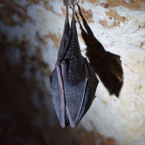 bat surveys and homebuilding